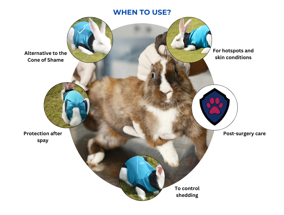 Cat Rabbit Maxjax MAXX RABBIT RECOVERY SUIT – MAXX PET
